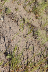 Cyperus schweinitzii