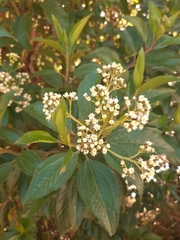 Baccharis latifolia