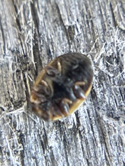 Hyperaspis undulata