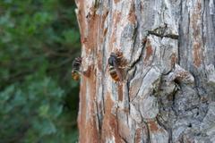 Abies alba