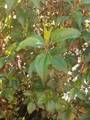 Baccharis latifolia