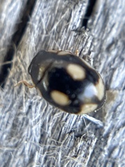 Hyperaspis undulata