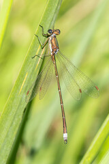 Lestes virens