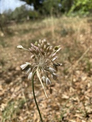 Allium tenuiflorum