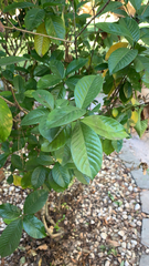 Gardenia jasminoides