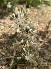 Allium tenuiflorum