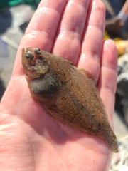 Citharichthys stigmaeus