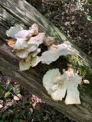 Laetiporus cincinnatus