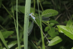 Lestes tenuatus
