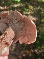 Hydnellum scabrosum