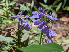Lobelia amoena