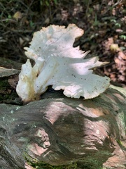 Laetiporus cincinnatus