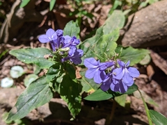 Lobelia amoena
