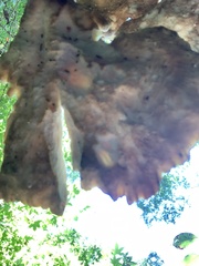 Laetiporus cincinnatus