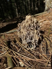 Clavulina cinerea
