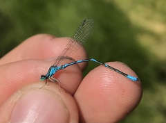 Coenagrion johanssoni