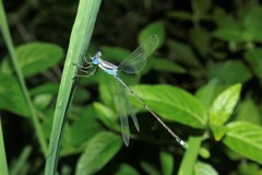 Lestes tenuatus
