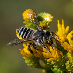 Megachiloides