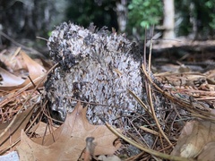 Clavulina cinerea