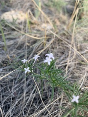 Stenaria nigricans