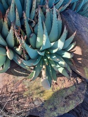 Aloe claviflora