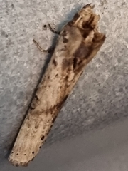 Crocidosema plebejana