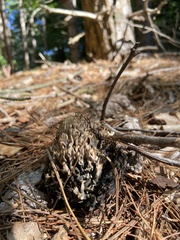 Clavulina cinerea