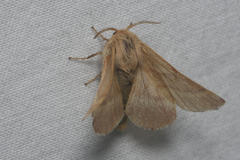 Malacosoma disstria