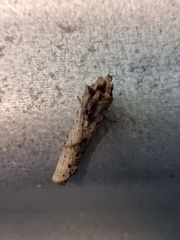 Crocidosema plebejana