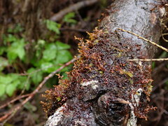 Frullania nisquallensis