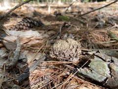 Clavulina cinerea