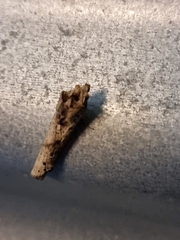 Crocidosema plebejana