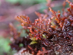Frullania nisquallensis