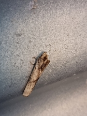 Crocidosema plebejana