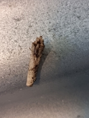 Crocidosema plebejana