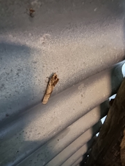 Crocidosema plebejana