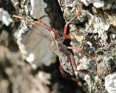 Leptoglossus oppositus