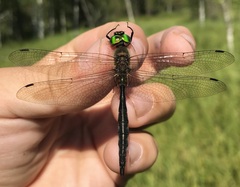 Somatochlora flavomaculata
