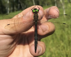 Somatochlora flavomaculata