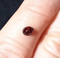 Chilocorus bipustulatus