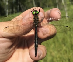 Somatochlora flavomaculata