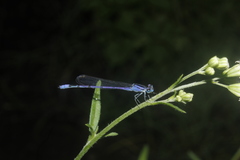 Enallagma semicirculare