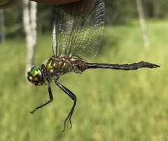 Somatochlora flavomaculata