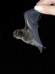 Myotis