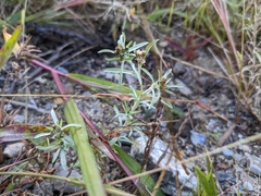 Gnaphalium uliginosum