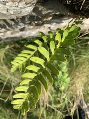 Polypodium vulgare
