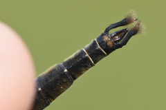 Somatochlora walshii