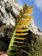 Polypodium vulgare