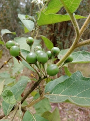 Solanum