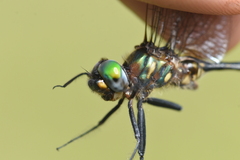 Somatochlora walshii